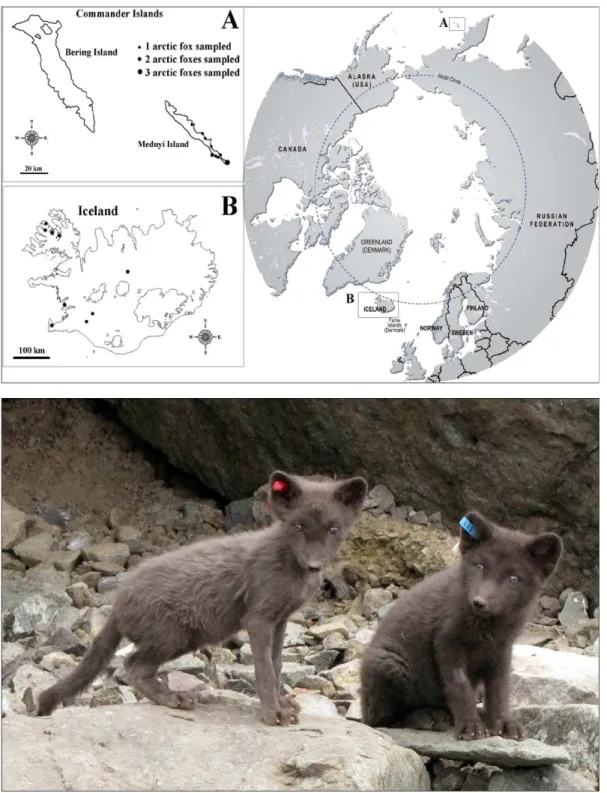 Figure 1. Sampling localities and health condition of Mednyi Island arctic foxes. Localities from which samples were derived are shown by black dots in panel A
