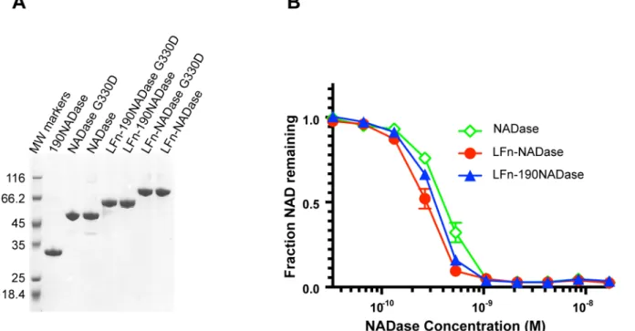 Fig 1. Purification and biochemical characterization of recombinant proteins. (A) Coomassie-stained SDS-PAGE of purified recombinant proteins.