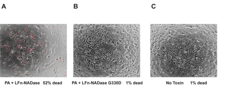 Fig 3. Cytotoxic effects of NADase depend on enzymatic activity. (A) Propidium iodide uptake (red) indicating cell membrane damage is superimposed on bright field images of OKP7 cells exposed to LFn-NADase or (B) enzymatically inactive LFn-NADase G330D, bo