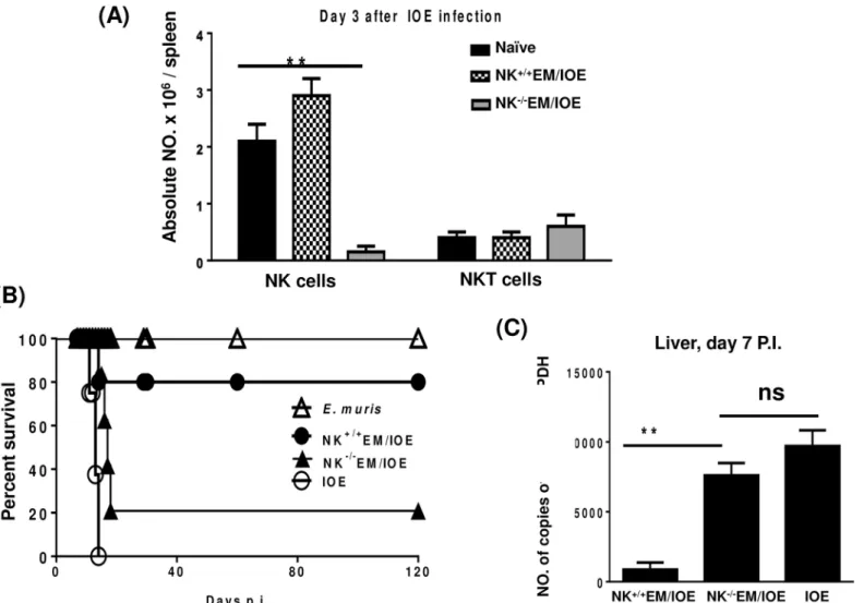 Fig 3. Secondary high-dose challenge with IOE is fatal in NK-depleted EM/IOE-infected mice