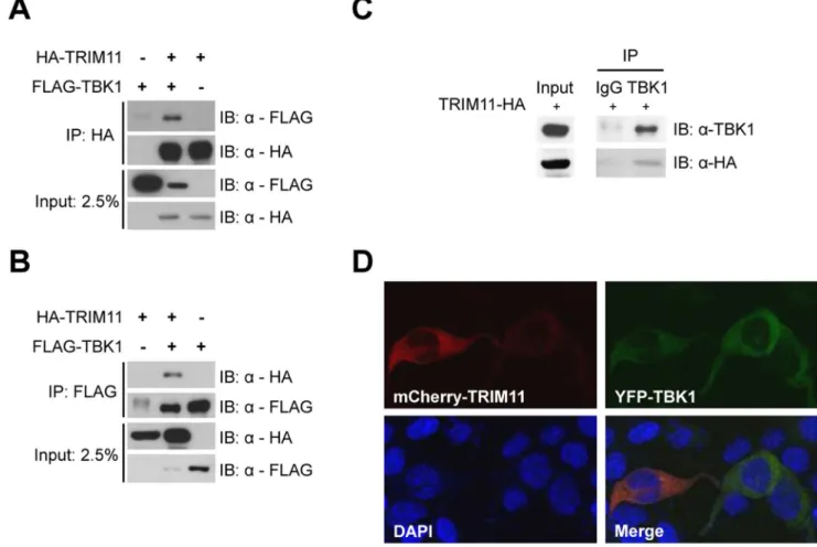 Figure 5. TRIM11 interacts with TBK1. 293T cells were cotransfected with HA-TRIM11 and FLAG-TBK1 plasmids, as indicated