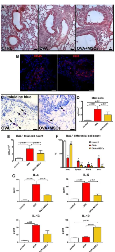 Fig 4. MSCs decrease lung inflammation. (A) With respect to controls, massive accumulation of inflammatory cells visible in the lungs of OVA animals was reduced in MSC-treated asthmatic mice