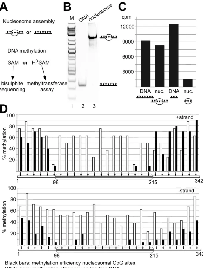 Fig 5. Nucleosomes inhibit the Dnmt1 dependent DNA methylation in vitro. (A) Experimental setup of the bisulfite sequencing and the radioactive methyltransferase assay