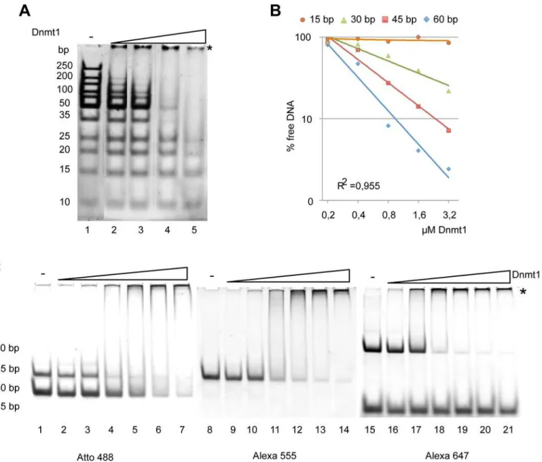 Fig 2. DNA binding properties of Dnmt1. (A) DNA fragments of different length (size range from 15 to 250 bp) were incubated with increasing