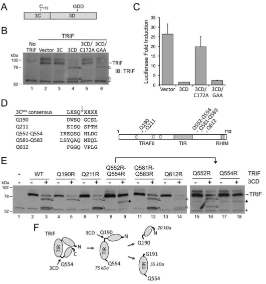 Figure 4. 3CD cleavage of TRIF requires both 3C pro protease activity and 3D pol in cis 