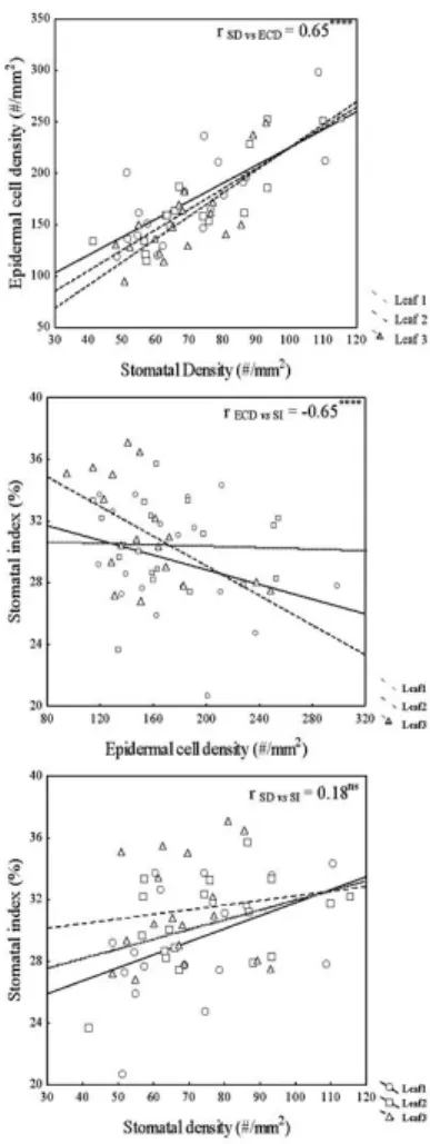Figure  3.  Correlation  analysis  among  epidermal  traits  for  three  successive  leaves  of  Iris  pumila
