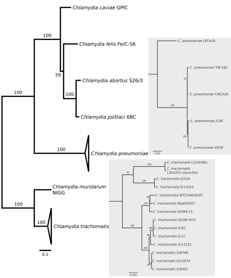 Figure 1. Phylogenomic relationships among sequenced chlamydial genomes. The maximum-likelihood tree is based on 100 randomly chosen conserved orthologous genes