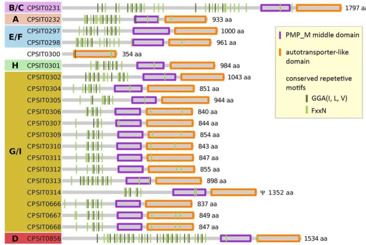 Table S7). This is likely explained by the complete lack ofFigure 5. Structure of the pmp-family proteins ofC