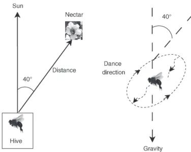 FIGURE 3.38 The waggle dance. The direction is indicated by the angle from the sun; the distance is deﬁned by the duration of the waggle part of the dance