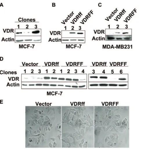 Figure 1. Generation of stably transfected MCF-7 cell lines with Vector, VDRff and VDRFF genotypes