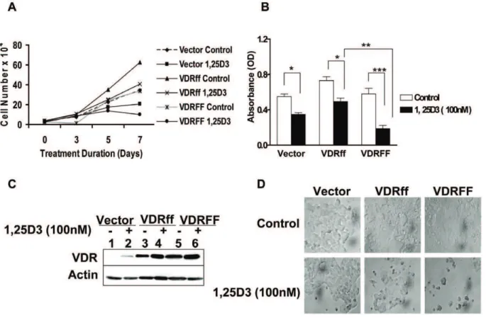 Figure 2. Differential inhibition of cell growth in VDRff and VDRFF cells in response to 1,25D 3 