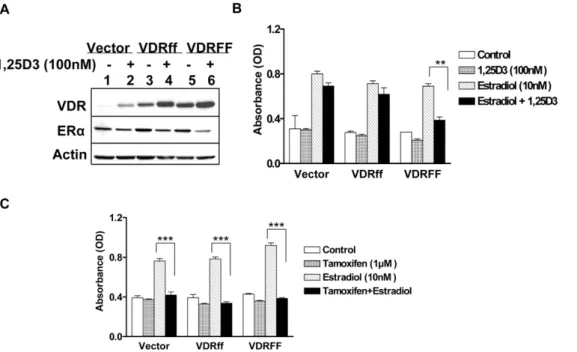 Figure 4. Effects of 1,25D 3 on estrogen receptor mediated signaling in relation to selective VDR variants