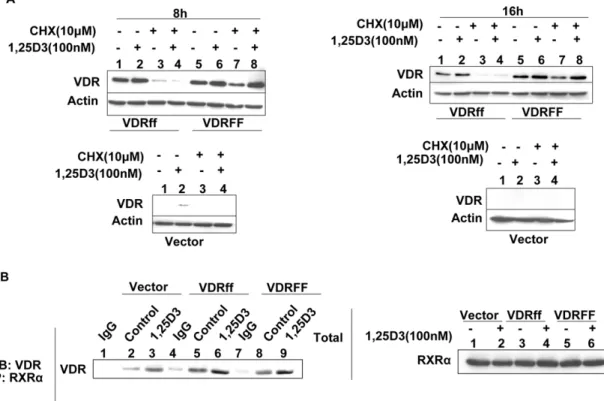 Table 1. A comparison of differentially regulated genes in VDRff and VDRFF cells.