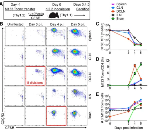 Figure 2. Initial proliferation of M133 Tconv occurs in the DCLN. (A) Experimental design