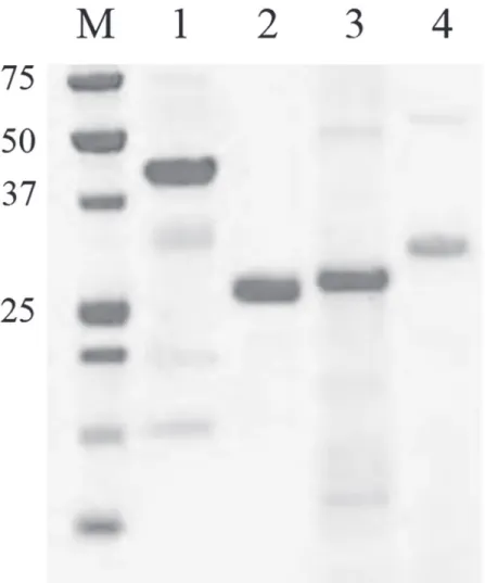 Fig 1. LDS-PAGE detection of the purified and dialyzed S. aureus antigens. Fifteen μg of LytM-His6 (1), Nuc-His6 (2), IsaA-His6 (3) or His6-pro-Atl (4) was loaded
