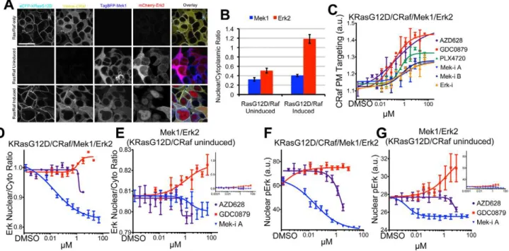 Figure 6. Visualization of the labeled MAPK pathway. (A) Example images show induced parental KRasG12D/CRaf cell line, induced and uninduced 4-color cell line where TagBFP-Mek1 and mCherry-Erk2 are constitutively expressed