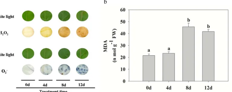 Fig 4. Effect of Cd stress on ROS accumulation and MDA in poplar leaves. (a) In situ detection of changes in leaf ROS (H 2 O 2 and O 2 − ) levels at different times under Cd treatment