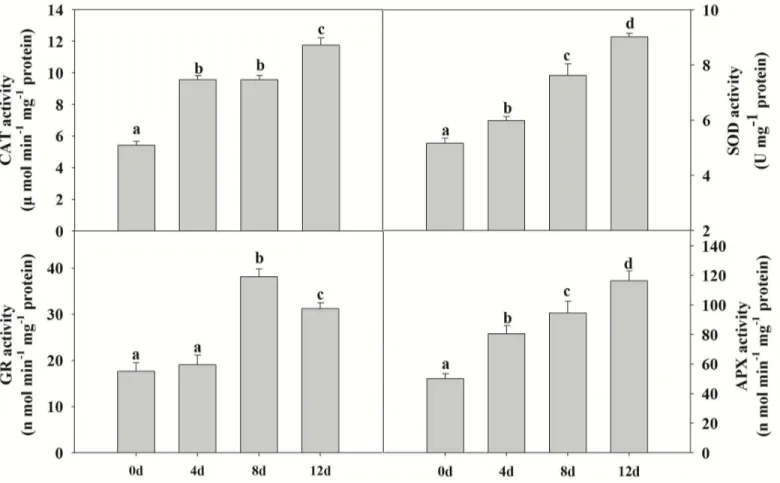 Fig 5. The effects of cadmium on antioxidant enzyme activities in poplar (CAT, APX, SOD and GR)