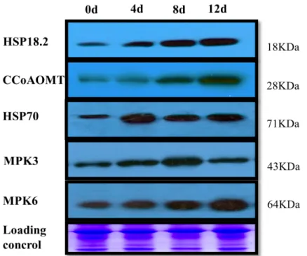 Fig 6. Western blotting analysis of proteins from poplar leaves. Total protein samples were separated by SDS-PAGE and electroblotted onto a PVDF membrane