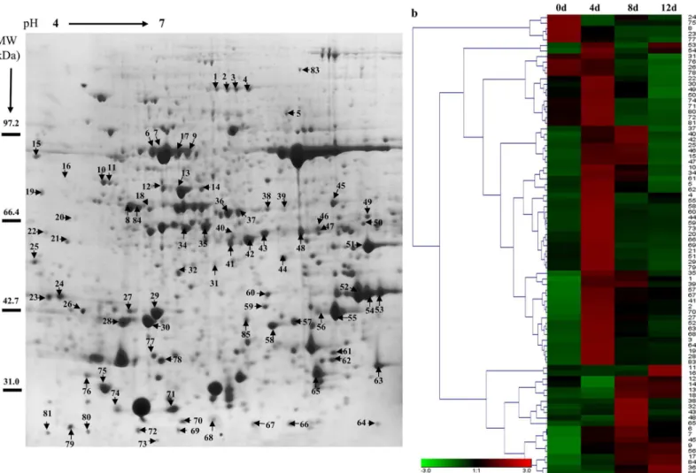 Fig 2. Protein expression patterns in the total proteins of poplar leaves exposed to Cd