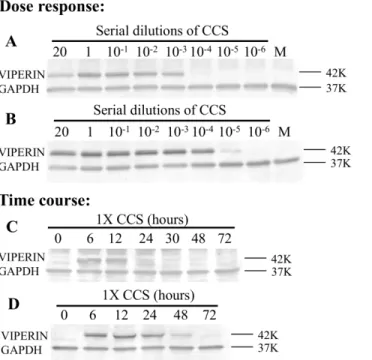 Fig 2. Dose response and time course of H. somni 2336 induction of viperin protein expression