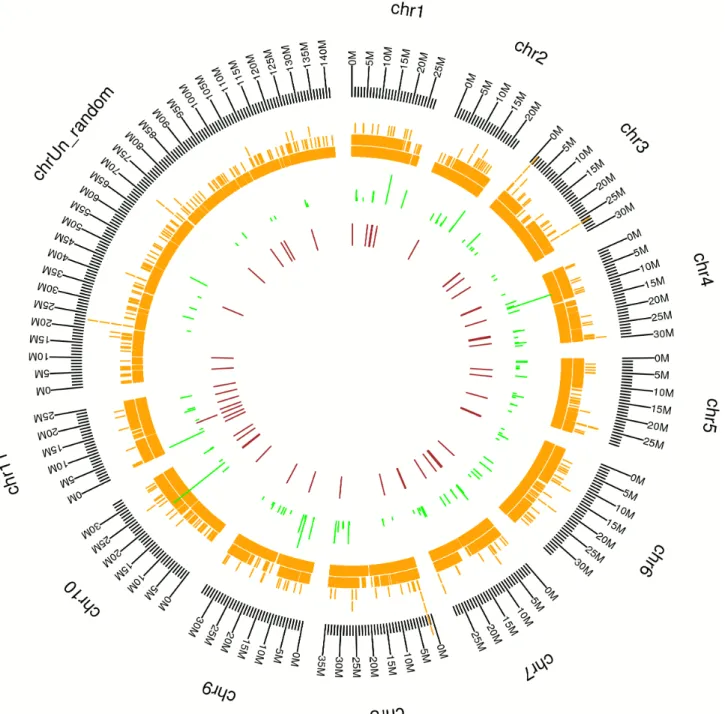 Fig 1. Distribution of expressed transcripts on a reference Musa Genome [18]. Black (outer ring): chromosomes of the reference Musa A-genome, scale in Mb; orange: de novo assembled unigenes; green: orthologous microRNAs; maroon: Musa-specific microRNAs.