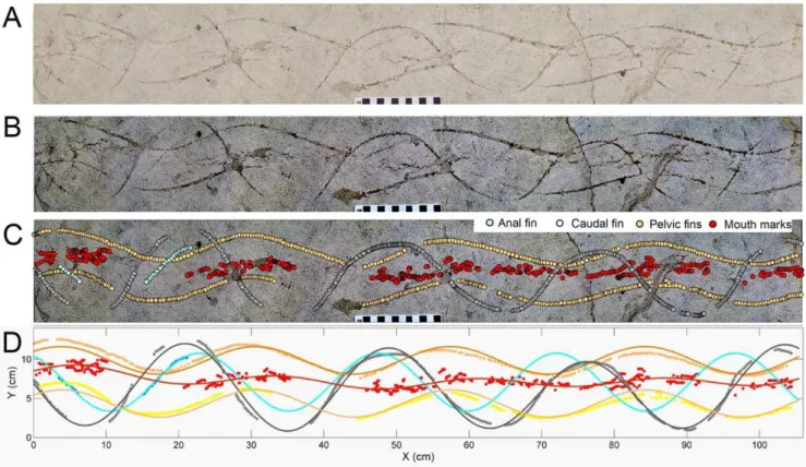 Figure 2. Trace fossil specimen FOBU-12718. A - Digital composite photograph of specimen