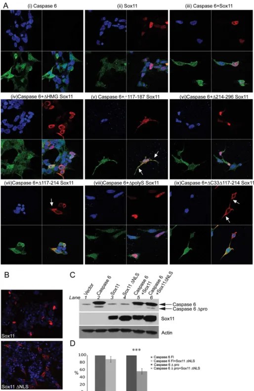 Fig 6. Nuclear localization of sox11 contributes to the loss of caspase-6 activity. (A i-ix) Immunofluorescent images of caspase-6 and sox11, as well as caspase-6 and sox11 deletion mutants captured using a confocal microscope