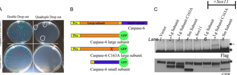 Fig 1. Confirmation of positive interactions in yeast and cells. (A) Bait (caspase-6 construct) and candidate prey (sox11 construct from library screen) were cotransformed into yeast and plated on selective media