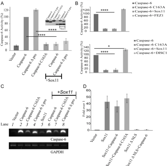 Fig 2. Sox11 reduces caspase-6 activity to control levels. (A) Lysates from HEK293FT cells were collected and assayed for caspase-6 activity via a luciferase based substrate assay system