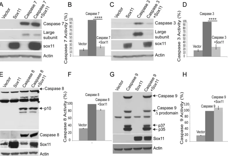 Fig 4. Sox11 reduces caspase-3 and -7 activity but not caspase-8 or -9 activity. (A and C) Top panels show caspase-7 and caspase-3 expression levels with and without sox11 co-expressed