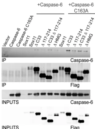 Fig 5. Regions within sox11 contributing to caspase-6 activity decreases include amino acids 117–214, as well as the c-terminal transactivation domain
