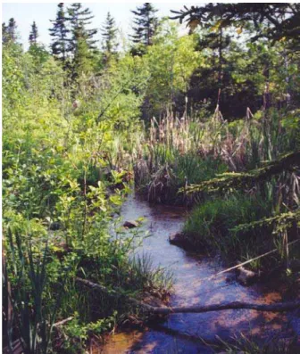 Fig. 3: Macrophytes in the selected wetland model 