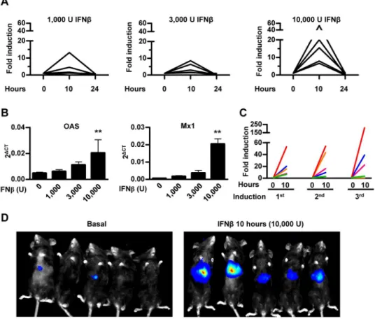 Fig 2. In vivo characterization of 3xIRF-ISRE-Luc reporter plasmid delivered to mouse liver by hydrodynamic injection