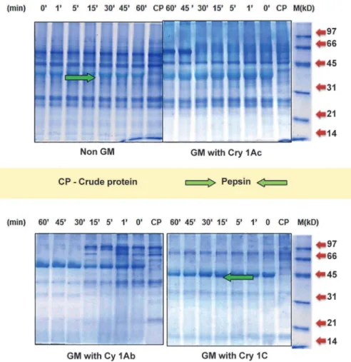 Fig 2. Analysis of stable protein fractions profile in different maize seed extracts by SGF over 60 min of pepsin digestion on 12% SDS-PAGE.
