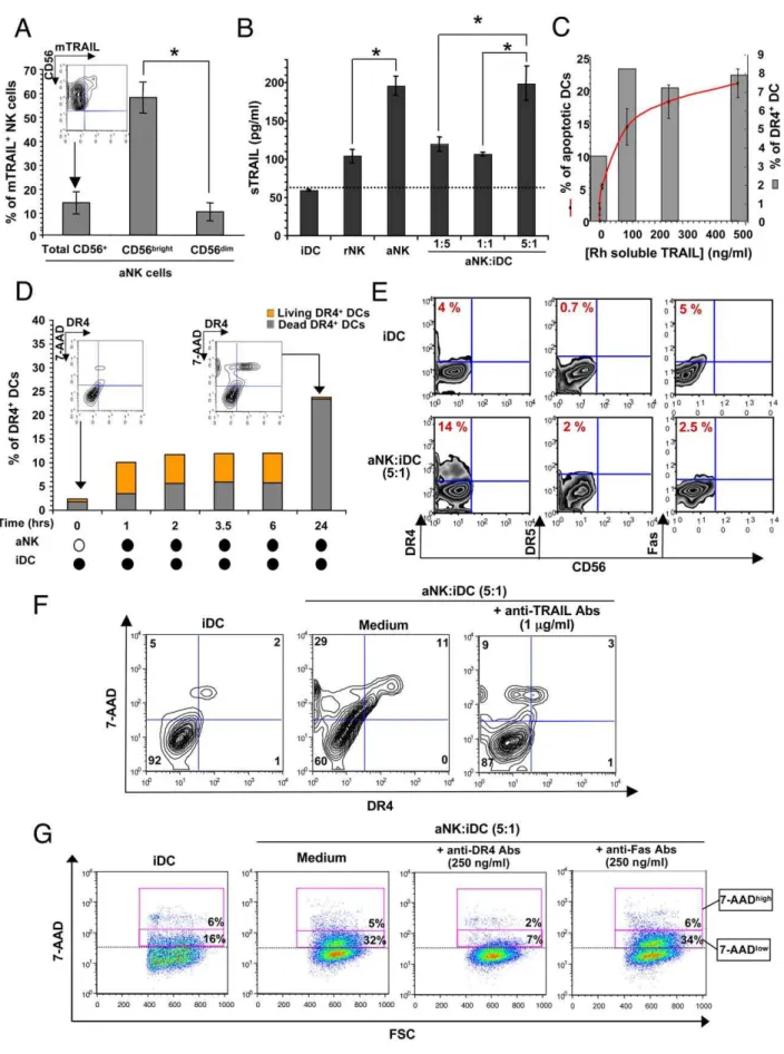 Figure 3. NK cell-dependent editing of iDCs involves the TRAIL/DR4 pathway. (A) Membrane TRAIL (mTRAIL) expression by aNK cells was analyzed after surface dual staining with anti-CD56 and anti-mTRAIL specific antibodies