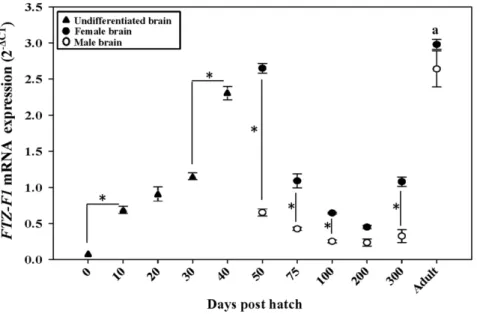 Figure 6. Expression of FTZ-F1 in brain during different phases of catfish ovarian cycle