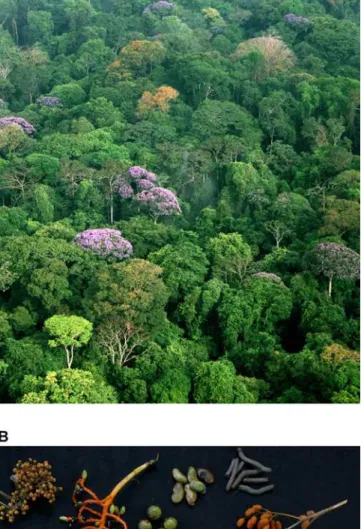 Figure 1. Conservation Efforts Hinge on Understanding the Factors  Controlling Biodiversity 
