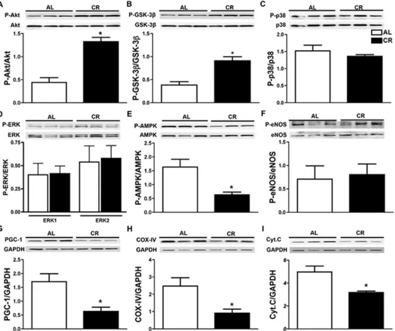 Fig 7. Short-term CR induces known pro-survival pathways. Western blots analysis of the left ventricular protein extracts after 7 days of caloric restriction depicting significant (A) decrease in AMPK phosphorylation, (B &amp; C) increase in phosphorylatio