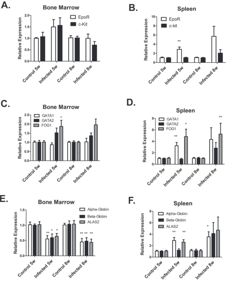 Figure 4. Erythroid gene expression is differentially altered by L. donovani infection in the bone marrow and spleen