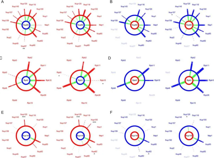 Figure 4. The NPC and RNApII are robust to hybridization. SI values compared between Scer (red) or Skud (blue) and Scer-Skud hybrids (green)