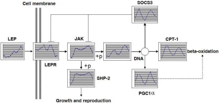 Figure 4. Diurnal Expression Pattern in Leptin-Signaling Pathway in Murine Liver