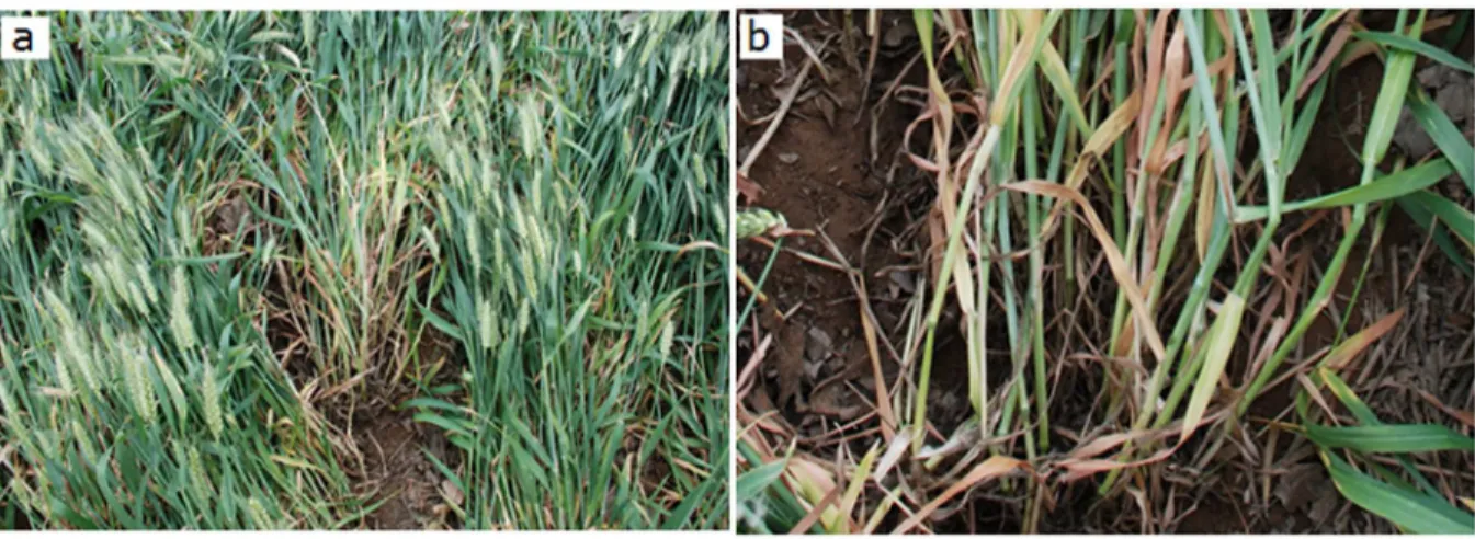 Fig 6. Lodging in Xinxiang city, Henan, in June 2014. a. A spot showing many affected plants