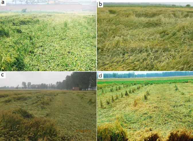 Fig 2. Lodging due to continuous rainfall. a. Jining city, Shandong (05/22/2007). b. Langxi county, Anhui (05/08/2012)