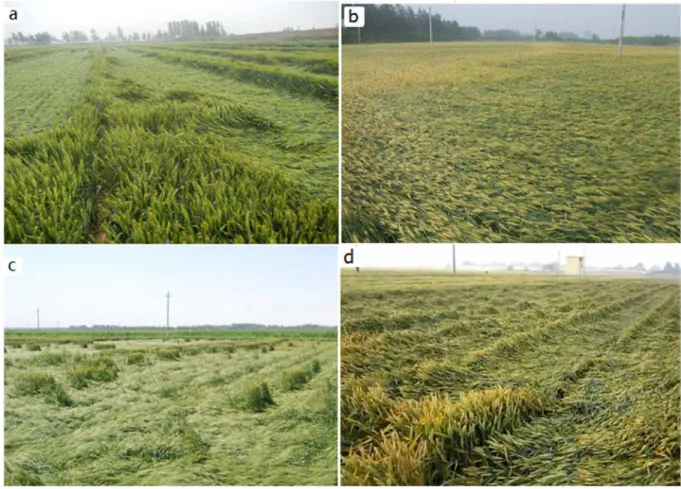 Fig 3. Lodging due to strong winds accompanied by heavy rainfall. a. Chiping county, Shandong (05/27/2013)