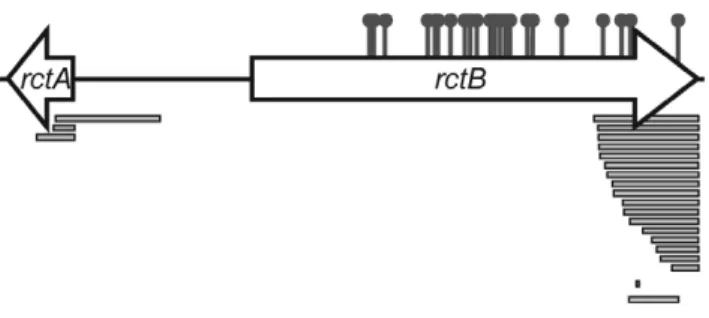 Figure 2. Map of locations of mutations that enabled replication of pYB292. Sites of amino acid substitutions are shown by the pins and deletions are shown as bars