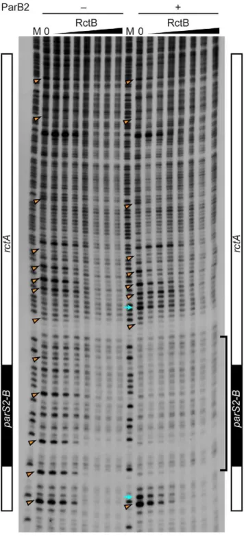 Figure 5. Titration of ParB2 by multicopy parS2 prevents oriCII replication. A) Establishment of an oriCII plasmid containing  parAB2-rctA-oriCII-rctB (pYB404) without overexpression of RctB or ParB2
