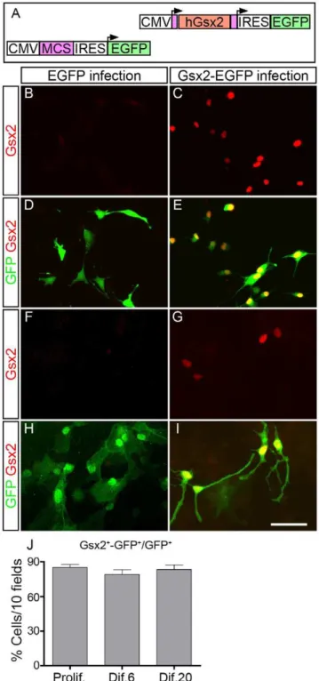 Figure 1. Gsx2 can be efficiently transduced in neural stem cells (NSCs) using retroviral vectors