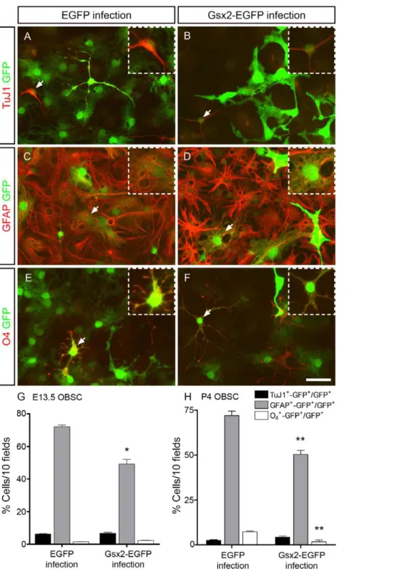 Figure 6. Transduction of Gsx2 decreases the capacity of OBSCs to differentiate into astrocytes and oligodendrocytes