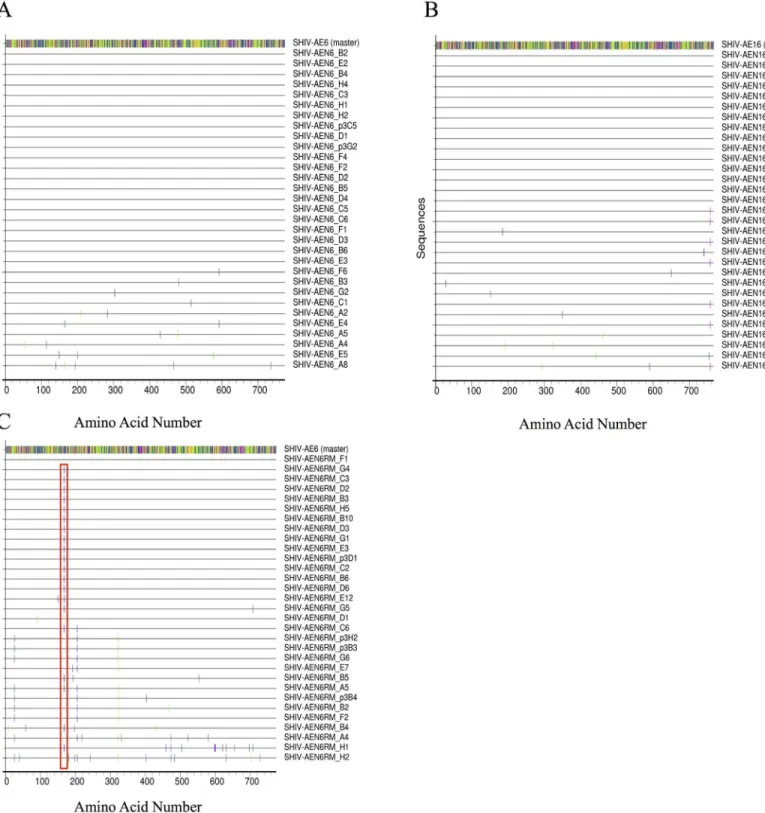 Fig 1. Highlighter amino acid sequence alignment of env derived SHIV-AE6, SHIV-AE6RM, and SHIV-AE16 stocks compared to the parental strains